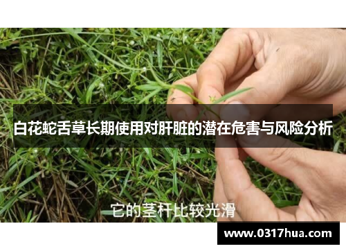 白花蛇舌草长期使用对肝脏的潜在危害与风险分析